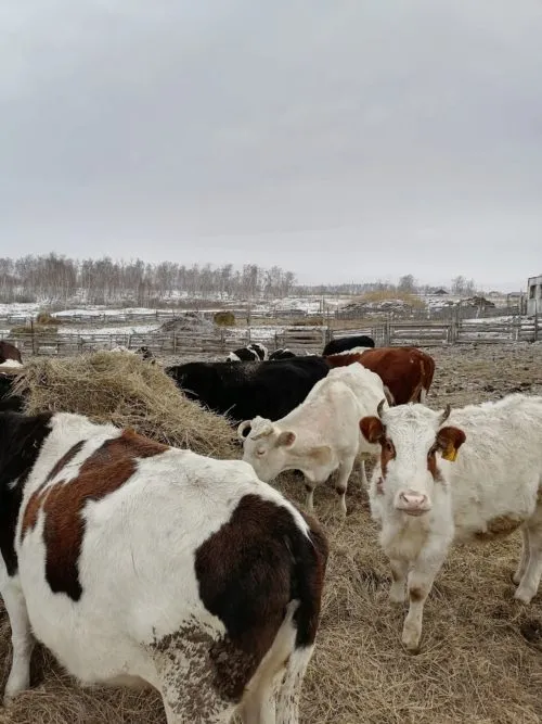 молоко коровье  в Челябинске
