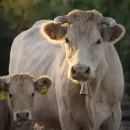 В Челябинской области готовы увеличить стадо породистых коров